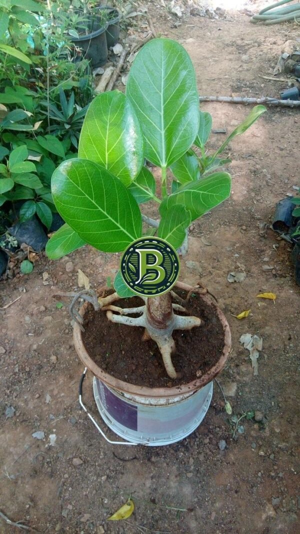 FICUS BANGHALENSES BONSAI - LIVE PLANT - ALL CLIMATE - BANGALORE AGRICO