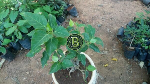 INDIAN SMALL LEAF BANYAN TREE BONSAI - LIVE PLANT - ALL CLIMATE - BANGALORE AGRICO