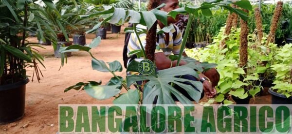 MONSTERA DELICIOSA – LIVE PLANT - BANGALORE AGRICO - Image 2