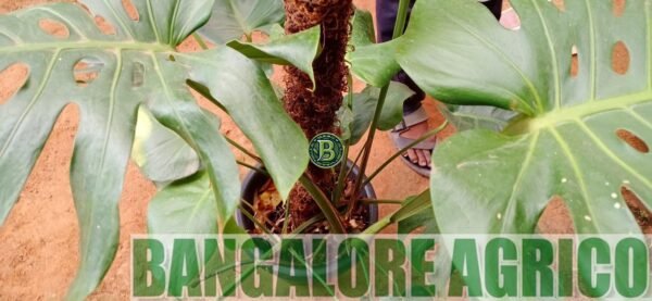 MONSTERA DELICIOSA – LIVE PLANT - BANGALORE AGRICO