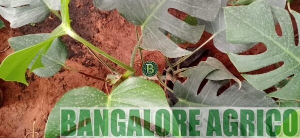 MONSTERA DELICIOSA – LIVE PLANT - BANGALORE AGRICO - Image 4