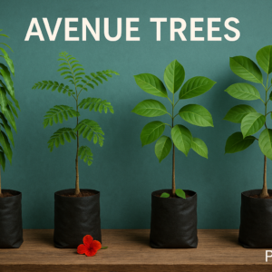 Avenue Trees