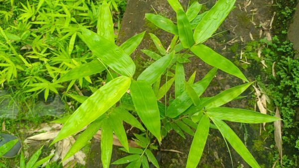 Dendrocalamus Longispathus -