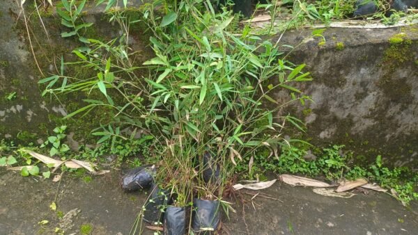 Dendrocalamus Strictus Plantslive