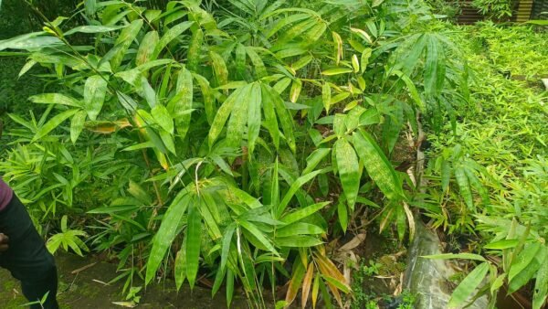 Muli bamboo