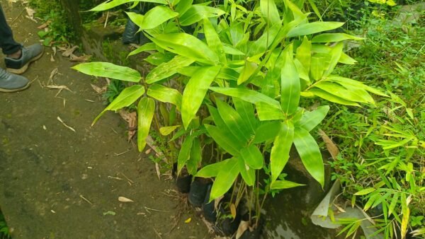 Ochlandra Travancorica Plantslive