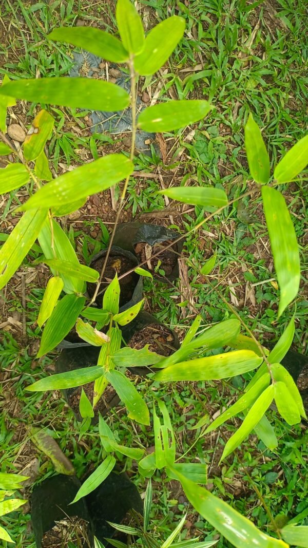 Reed Bamboo